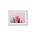 Picture of Mid Bloom _GroupedProduct_Rectangle_Landscape_Photography _GroupedProduct_Rectangle_Landscape_Framed_Matted_