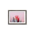 Picture of Mid Bloom _GroupedProduct_Rectangle_Landscape_Photography _GroupedProduct_Rectangle_Landscape_Framed_Matted_