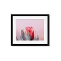 Picture of Mid Bloom _GroupedProduct_Rectangle_Landscape_Photography _GroupedProduct_Rectangle_Landscape_Framed_Matted_