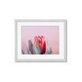 Picture of Mid Bloom _GroupedProduct_Rectangle_Landscape_Photography _GroupedProduct_Rectangle_Landscape_Framed_Matted_
