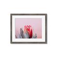 Picture of Mid Bloom _GroupedProduct_Rectangle_Landscape_Photography _GroupedProduct_Rectangle_Landscape_Framed_Matted_