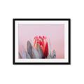 Picture of Mid Bloom _GroupedProduct_Rectangle_Landscape_Photography _GroupedProduct_Rectangle_Landscape_Framed_Matted_