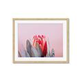 Picture of Mid Bloom _GroupedProduct_Rectangle_Landscape_Photography _GroupedProduct_Rectangle_Landscape_Framed_Matted_