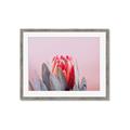 Picture of Mid Bloom _GroupedProduct_Rectangle_Landscape_Photography _GroupedProduct_Rectangle_Landscape_Framed_Matted_