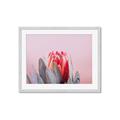 Picture of Mid Bloom _GroupedProduct_Rectangle_Landscape_Photography _GroupedProduct_Rectangle_Landscape_Framed_Matted_