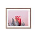 Picture of Mid Bloom _GroupedProduct_Rectangle_Landscape_Photography _GroupedProduct_Rectangle_Landscape_Framed_Matted_