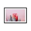 Picture of Mid Bloom _GroupedProduct_Rectangle_Landscape_Photography _GroupedProduct_Rectangle_Landscape_Framed_Matted_