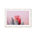 Picture of Mid Bloom _GroupedProduct_Rectangle_Landscape_Photography _GroupedProduct_Rectangle_Landscape_Framed_Matted_