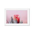 Picture of Mid Bloom _GroupedProduct_Rectangle_Landscape_Photography _GroupedProduct_Rectangle_Landscape_Framed_Matted_
