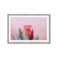 Picture of Mid Bloom _GroupedProduct_Rectangle_Landscape_Photography _GroupedProduct_Rectangle_Landscape_Framed_Matted_