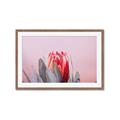 Picture of Mid Bloom _GroupedProduct_Rectangle_Landscape_Photography _GroupedProduct_Rectangle_Landscape_Framed_Matted_