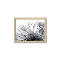 Picture of Dandilion bliss _GroupedProduct_Rectangle_Landscape_Photography _GroupedProduct_Rectangle_Landscape_Framed_Matted_
