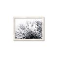 Picture of Dandilion bliss _GroupedProduct_Rectangle_Landscape_Photography _GroupedProduct_Rectangle_Landscape_Framed_Matted_