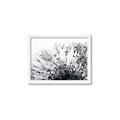 Picture of Dandilion bliss _GroupedProduct_Rectangle_Landscape_Photography _GroupedProduct_Rectangle_Landscape_Framed_Matted_