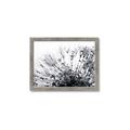Picture of Dandilion bliss _GroupedProduct_Rectangle_Landscape_Photography _GroupedProduct_Rectangle_Landscape_Framed_Matted_