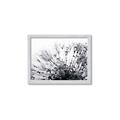 Picture of Dandilion bliss _GroupedProduct_Rectangle_Landscape_Photography _GroupedProduct_Rectangle_Landscape_Framed_Matted_