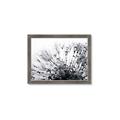 Picture of Dandilion bliss _GroupedProduct_Rectangle_Landscape_Photography _GroupedProduct_Rectangle_Landscape_Framed_Matted_