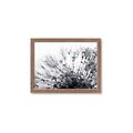 Picture of Dandilion bliss _GroupedProduct_Rectangle_Landscape_Photography _GroupedProduct_Rectangle_Landscape_Framed_Matted_
