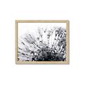 Picture of Dandilion bliss _GroupedProduct_Rectangle_Landscape_Photography _GroupedProduct_Rectangle_Landscape_Framed_Matted_