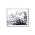 Picture of Dandilion bliss _GroupedProduct_Rectangle_Landscape_Photography _GroupedProduct_Rectangle_Landscape_Framed_Matted_