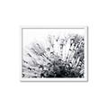 Picture of Dandilion bliss _GroupedProduct_Rectangle_Landscape_Photography _GroupedProduct_Rectangle_Landscape_Framed_Matted_