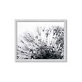 Picture of Dandilion bliss _GroupedProduct_Rectangle_Landscape_Photography _GroupedProduct_Rectangle_Landscape_Framed_Matted_