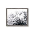 Picture of Dandilion bliss _GroupedProduct_Rectangle_Landscape_Photography _GroupedProduct_Rectangle_Landscape_Framed_Matted_