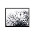 Picture of Dandilion bliss _GroupedProduct_Rectangle_Landscape_Photography _GroupedProduct_Rectangle_Landscape_Framed_Matted_