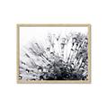 Picture of Dandilion bliss _GroupedProduct_Rectangle_Landscape_Photography _GroupedProduct_Rectangle_Landscape_Framed_Matted_