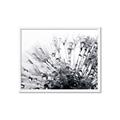 Picture of Dandilion bliss _GroupedProduct_Rectangle_Landscape_Photography _GroupedProduct_Rectangle_Landscape_Framed_Matted_