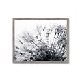 Picture of Dandilion bliss _GroupedProduct_Rectangle_Landscape_Photography _GroupedProduct_Rectangle_Landscape_Framed_Matted_