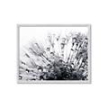 Picture of Dandilion bliss _GroupedProduct_Rectangle_Landscape_Photography _GroupedProduct_Rectangle_Landscape_Framed_Matted_