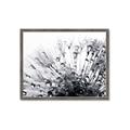 Picture of Dandilion bliss _GroupedProduct_Rectangle_Landscape_Photography _GroupedProduct_Rectangle_Landscape_Framed_Matted_