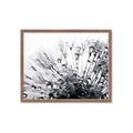 Picture of Dandilion bliss _GroupedProduct_Rectangle_Landscape_Photography _GroupedProduct_Rectangle_Landscape_Framed_Matted_