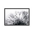 Picture of Dandilion bliss _GroupedProduct_Rectangle_Landscape_Photography _GroupedProduct_Rectangle_Landscape_Framed_Matted_
