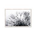 Picture of Dandilion bliss _GroupedProduct_Rectangle_Landscape_Photography _GroupedProduct_Rectangle_Landscape_Framed_Matted_