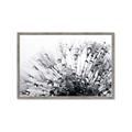 Picture of Dandilion bliss _GroupedProduct_Rectangle_Landscape_Photography _GroupedProduct_Rectangle_Landscape_Framed_Matted_