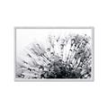 Picture of Dandilion bliss _GroupedProduct_Rectangle_Landscape_Photography _GroupedProduct_Rectangle_Landscape_Framed_Matted_