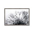 Picture of Dandilion bliss _GroupedProduct_Rectangle_Landscape_Photography _GroupedProduct_Rectangle_Landscape_Framed_Matted_