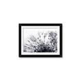 Picture of Dandilion bliss _GroupedProduct_Rectangle_Landscape_Photography _GroupedProduct_Rectangle_Landscape_Framed_Matted_