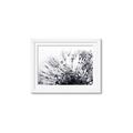Picture of Dandilion bliss _GroupedProduct_Rectangle_Landscape_Photography _GroupedProduct_Rectangle_Landscape_Framed_Matted_