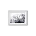 Picture of Dandilion bliss _GroupedProduct_Rectangle_Landscape_Photography _GroupedProduct_Rectangle_Landscape_Framed_Matted_