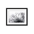 Picture of Dandilion bliss _GroupedProduct_Rectangle_Landscape_Photography _GroupedProduct_Rectangle_Landscape_Framed_Matted_