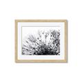 Picture of Dandilion bliss _GroupedProduct_Rectangle_Landscape_Photography _GroupedProduct_Rectangle_Landscape_Framed_Matted_