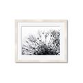 Picture of Dandilion bliss _GroupedProduct_Rectangle_Landscape_Photography _GroupedProduct_Rectangle_Landscape_Framed_Matted_