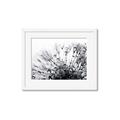 Picture of Dandilion bliss _GroupedProduct_Rectangle_Landscape_Photography _GroupedProduct_Rectangle_Landscape_Framed_Matted_