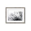 Picture of Dandilion bliss _GroupedProduct_Rectangle_Landscape_Photography _GroupedProduct_Rectangle_Landscape_Framed_Matted_