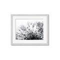Picture of Dandilion bliss _GroupedProduct_Rectangle_Landscape_Photography _GroupedProduct_Rectangle_Landscape_Framed_Matted_