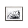 Picture of Dandilion bliss _GroupedProduct_Rectangle_Landscape_Photography _GroupedProduct_Rectangle_Landscape_Framed_Matted_