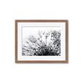 Picture of Dandilion bliss _GroupedProduct_Rectangle_Landscape_Photography _GroupedProduct_Rectangle_Landscape_Framed_Matted_